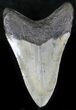 Bargain Megalodon Tooth - North Carolina #22948-2